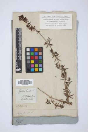 Galium boreale L.
