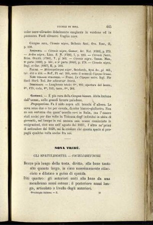 Nona Tribù. Gli Spatulirostri. - Cochlorhynchi.