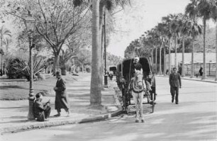 Reisefotos. Palmenallee (vielleicht in Ägypten). Ansicht mit Pferdekutsche