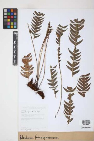 Blechnum fuscosquamosum A. Rojas