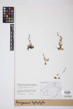 Anogramma leptophylla (L.) Link, 1841