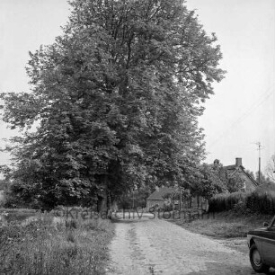 Feldweg mit Kopfsteinpflaster: vorn rechts Pkw: hinten rechts Häuser: links Bäume
