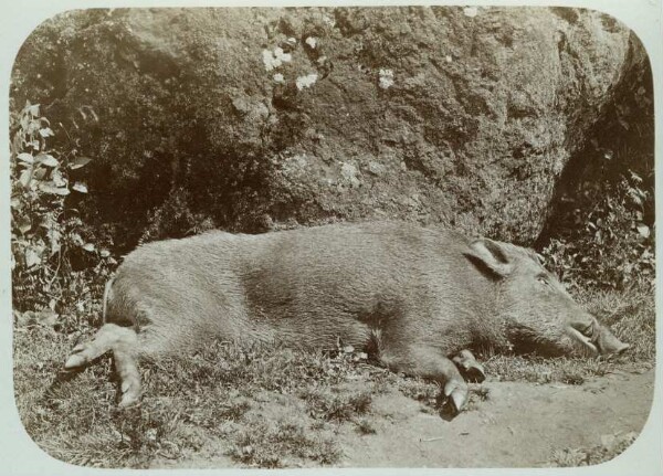 Wild boar (shot)