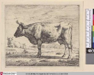 [Zwei Kühe und ein Schaf; Two Cows and a Sheep]