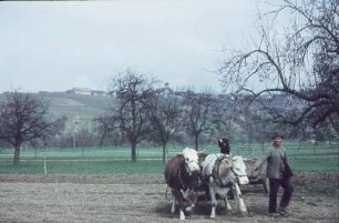 Schwarzwald. Bauer mit Ochsengespann auf dem Feld