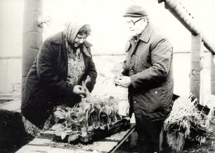 Gärtnerei in Preititz, Gewächshaus : Land- und Viehwirtschaft - Gemüsehandel (Gärtnerei). Ort: Přiwčicy / Preititz. Gärtnerei
