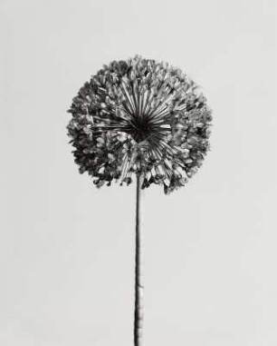 getrocknete Blume