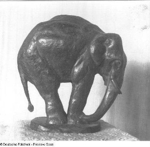 Sich betastender Elefant (Indischer Elefant)
