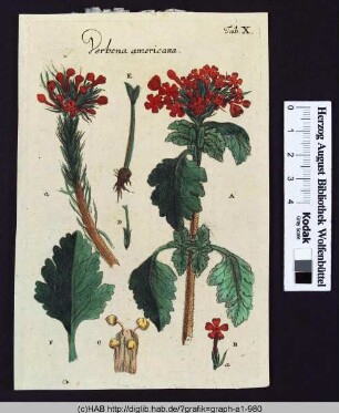 Verbena americana.