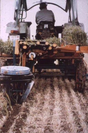 Fotografie: Gartenbautechnik-Freiland, Pflanztechnik