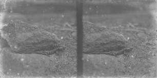 Feuersalamander : Feuersalamander (Salamandra salamandra Linnaeus).