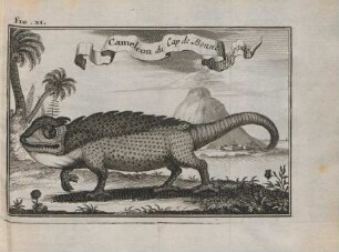 FIg. XI. Cameleon du Cape de Bonne Esperance