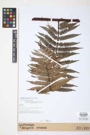 Alsophila erinacea (H.Karst.) D.S.Conant