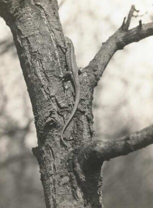 Europa. Zauneidechse (Lacerta agilis) kletternd am Baumstamm