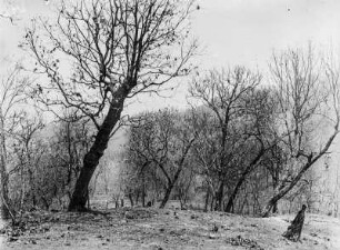 Bäume : Kahle Bäume zur Winterzeit bei Santa Rosa