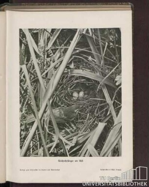 Teichrohrsänger am Nest