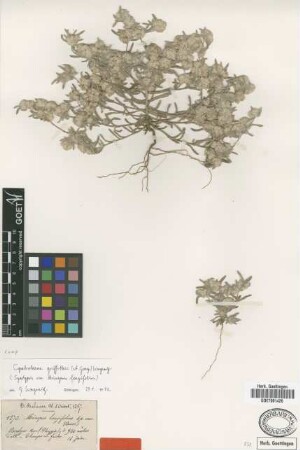 Micropus longifolius Boiss. & Reut. [syntype]