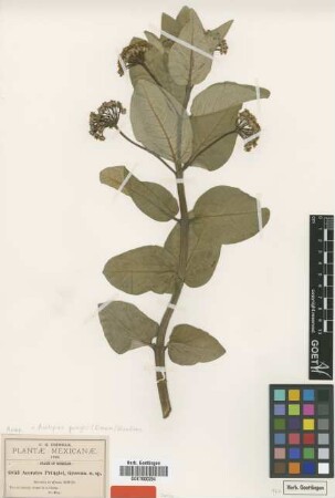 Acerates pringlei Greenm. [syntype]