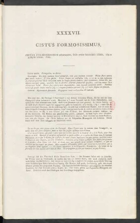 XXXXVII. Cistus Formosissimus
