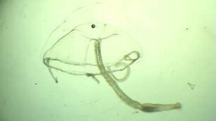 Eutima gracilis Helgoland 2014