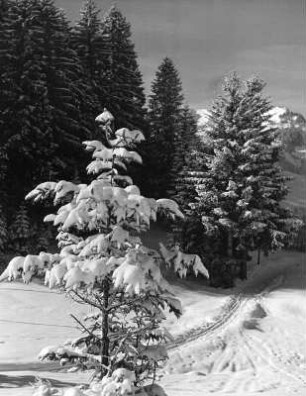 Winterbilder. Skispur zwischen schneebedeckten Nadelbäumen