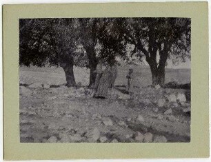 Tanzendes Zigeunermädchen unter d. heiligen Bäumen bei Balat