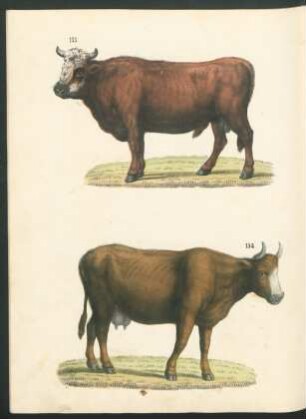Tafel: [Fig. 153.-156.]