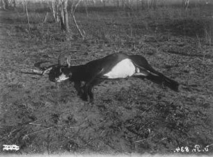 Tote Antilope : Aufnahme einer toten Antilope