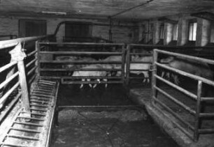 Entmistung im Schweinestall mit automatisch arbeitender Schleppschaufel