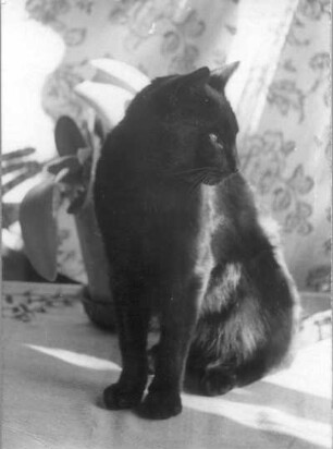 Schwarze Katze der Bildhauerin Etha Richter