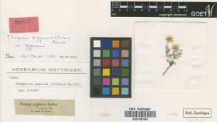 Conyza pygmaea Sieber [isotype]