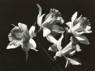 Gelbe Narzisse (Narcissus pseudonarcissus), auch Osterglocke oder Osterglöckchen. Blüte