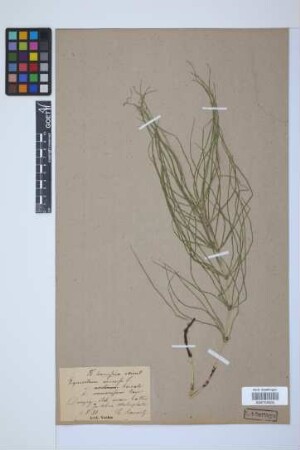 Equisetum arvense L.