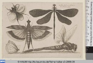 Drei Libellen, Hummel und Schmetterling