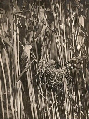 Drosselrohrsänger (Acrocephalus arundinaceus L.) am Nest