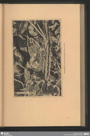 Berghänfling, Acanthis flavirostris, Linn., im Nest