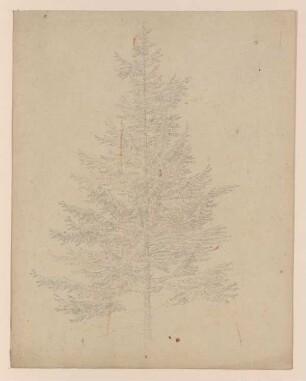 Baumstudie C, Nadelbaum