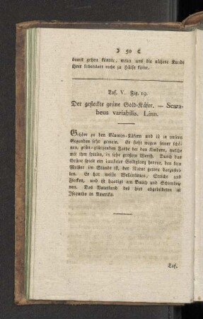 Taf. V. Fig. 19. Der gefleckte grüne Gold=Käfer. - Scarabeus variabilis. Linn.