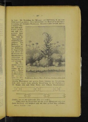 Fuchsschwanz, Zinnien, Astern; Einfassung: Matricaria (Schneeball).