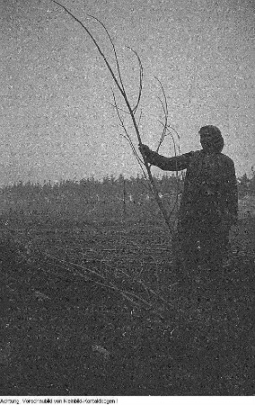 Pirna, Graupa. Reportage - Landwirtschaft, Dezember 1953