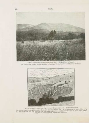 Ostafrikanische Savannenlandschaft (Buschgrasland in Ungoni)