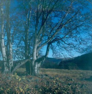 Hutebuchen auf den Weideflächen der Rhön