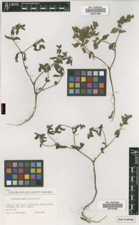Acanthospermum hispidum DC.