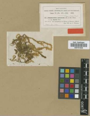 Aerobryopsis longissima (Dozy & Molk.) M.Fleisch. var. M.Fleisch. flaccida[type]