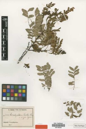 Scorodophloeus zenkeri Harms [isotype]