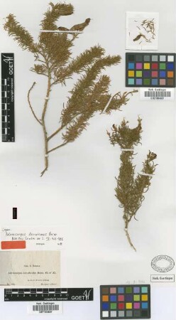 Adenocarpus decorticans Boiss. [type]