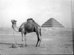 Stufenpyramide des Königs Djoser : Schiffsreise Ägypten - Palästina - Syrien 1934. Wüstenbild. Saqqâra. Stufenpyramide des Königs Djoser (um 2650 v. Chr.; Imhotep)