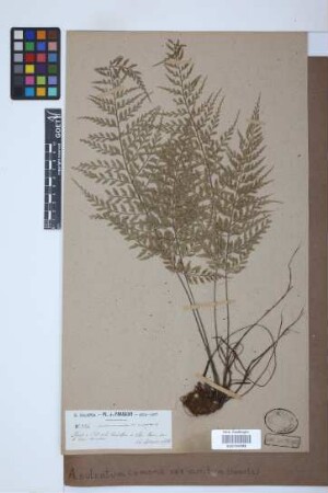Asplenium sulcatum var. auritum (Sw.) Bonap.