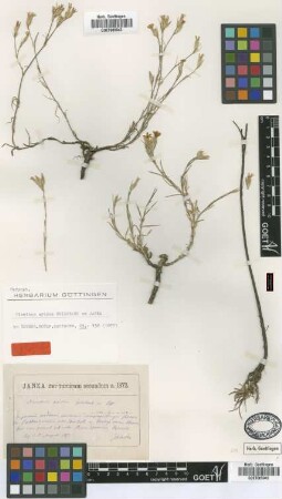 Dianthus aridus Griseb. ex Janka [type]