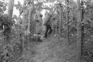 Staatliche Rebveredelungsanstalt Durlach. Weinlese in den Weinberghängen am Turmberg